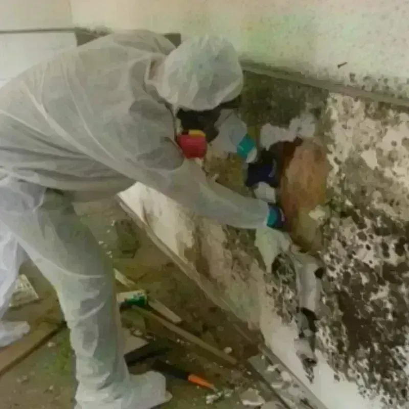 Mold Remediation and Removal in Lockland, OH